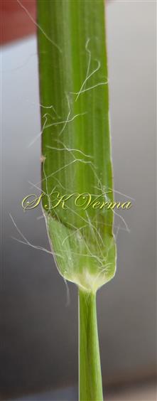  Part of leaf